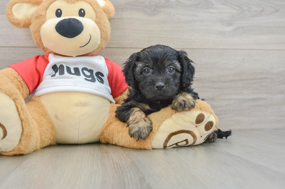 6 week old Cavapoo Puppy For Sale - Pilesgrove Pups