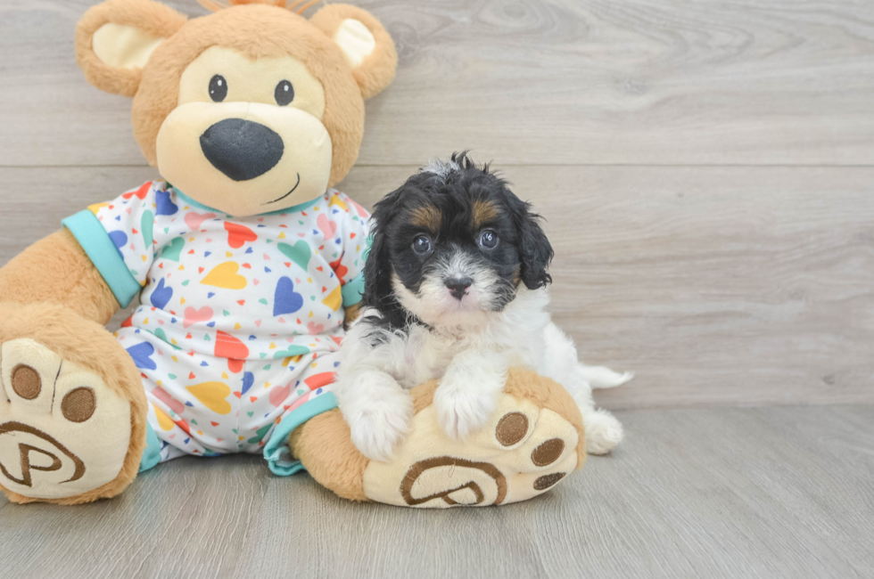 6 week old Cavapoo Puppy For Sale - Pilesgrove Pups