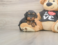 7 week old Cavapoo Puppy For Sale - Pilesgrove Pups