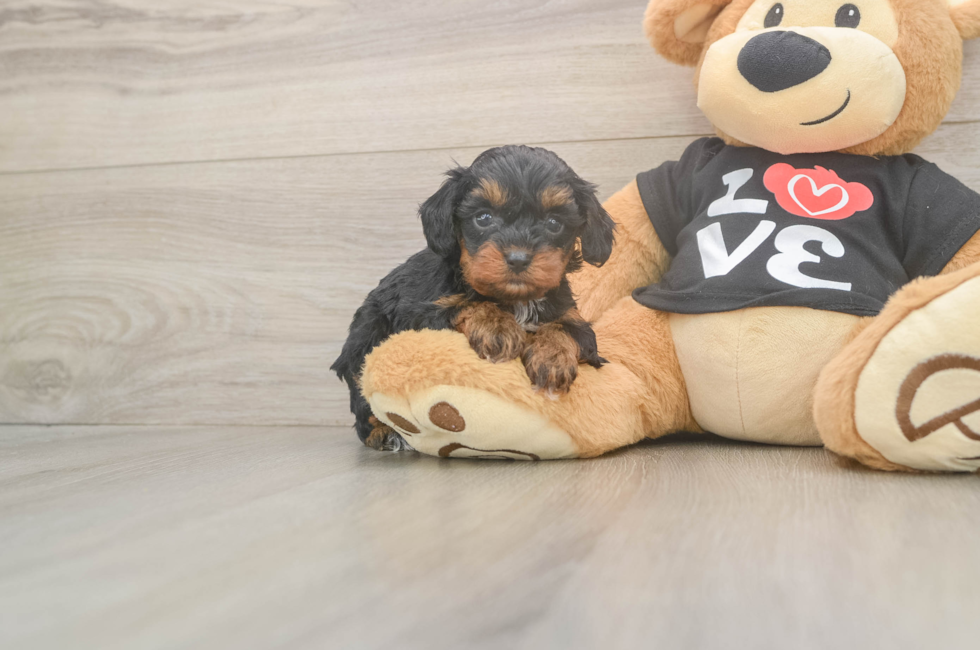 5 week old Cavapoo Puppy For Sale - Pilesgrove Pups