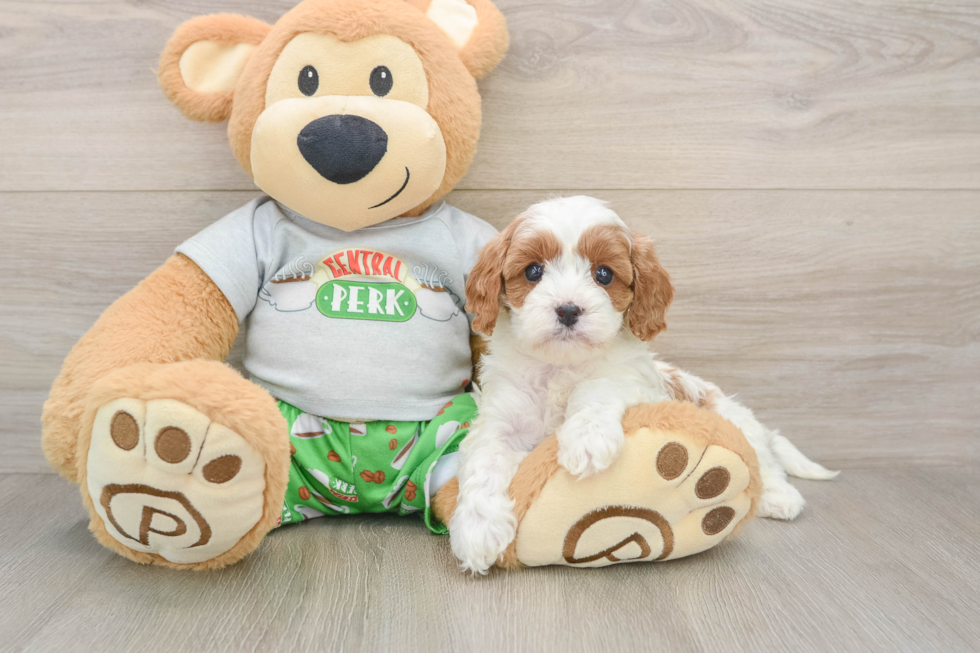 Cavapoo Puppy for Adoption