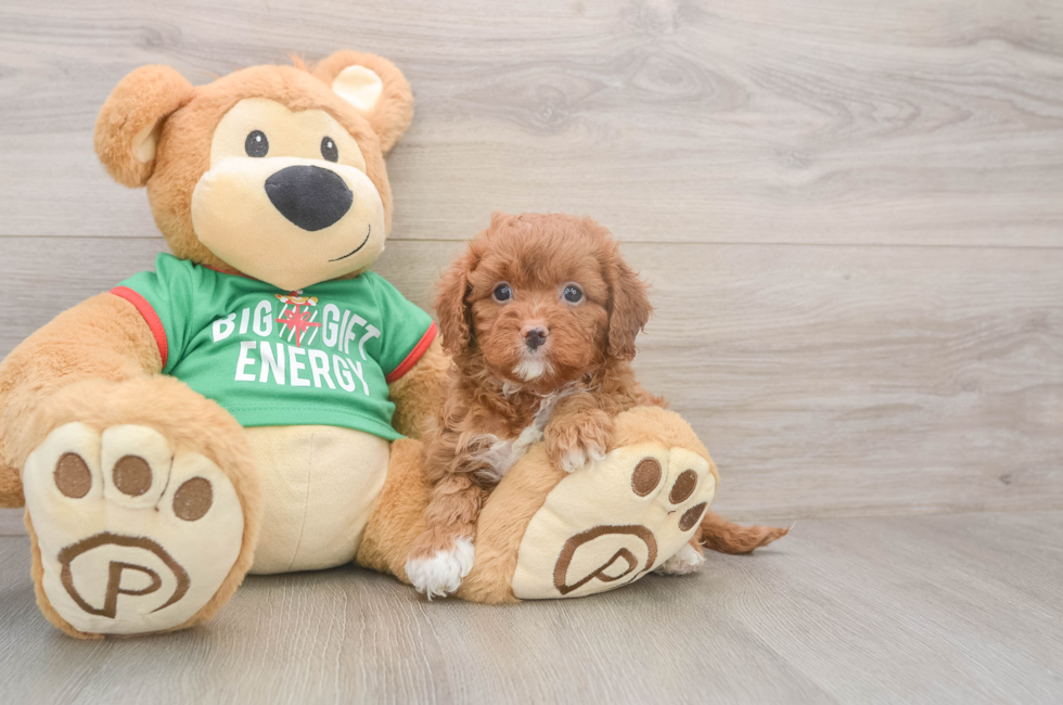 5 week old Cavapoo Puppy For Sale - Pilesgrove Pups