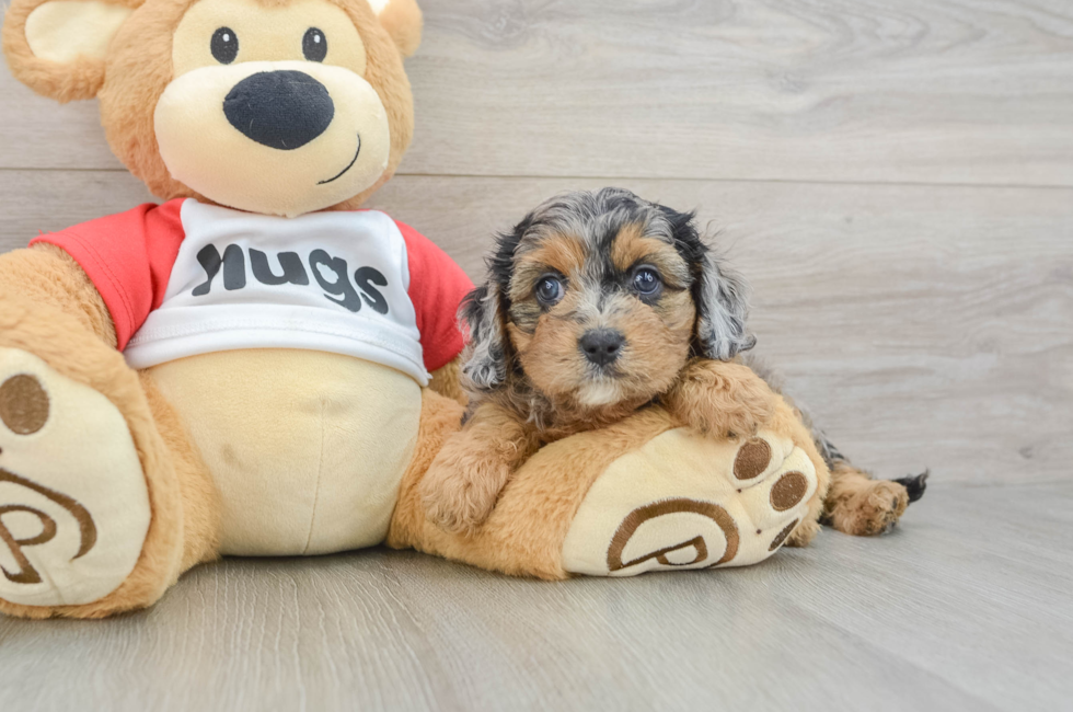 6 week old Cavapoo Puppy For Sale - Pilesgrove Pups