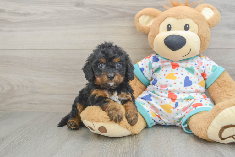 Cavapoo Puppy for Adoption