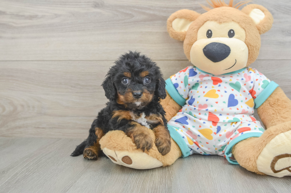 6 week old Cavapoo Puppy For Sale - Pilesgrove Pups