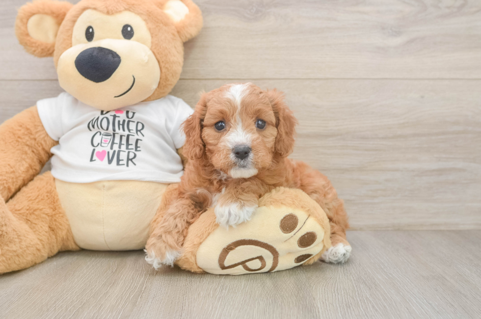 7 week old Cavapoo Puppy For Sale - Pilesgrove Pups