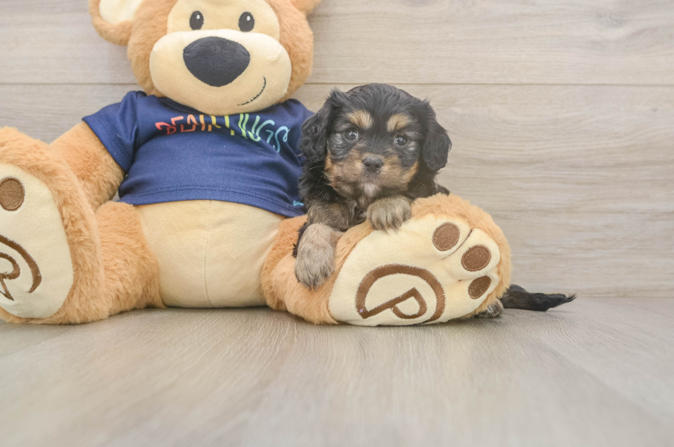 5 week old Cavapoo Puppy For Sale - Pilesgrove Pups