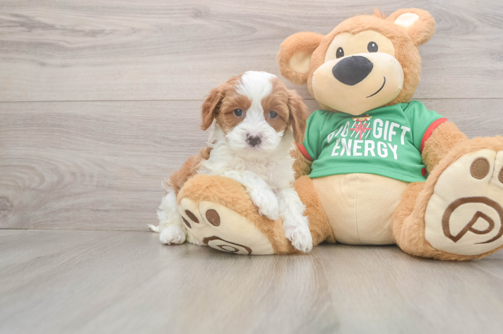 5 week old Cavapoo Puppy For Sale - Pilesgrove Pups