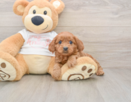 8 week old Cavapoo Puppy For Sale - Pilesgrove Pups