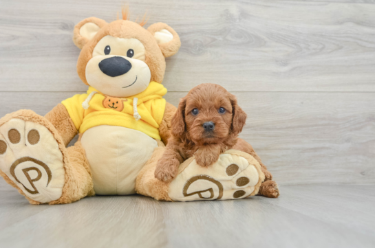 Adorable Cavalier King Charles Spaniel and Poodle Mix Poodle Mix Puppy