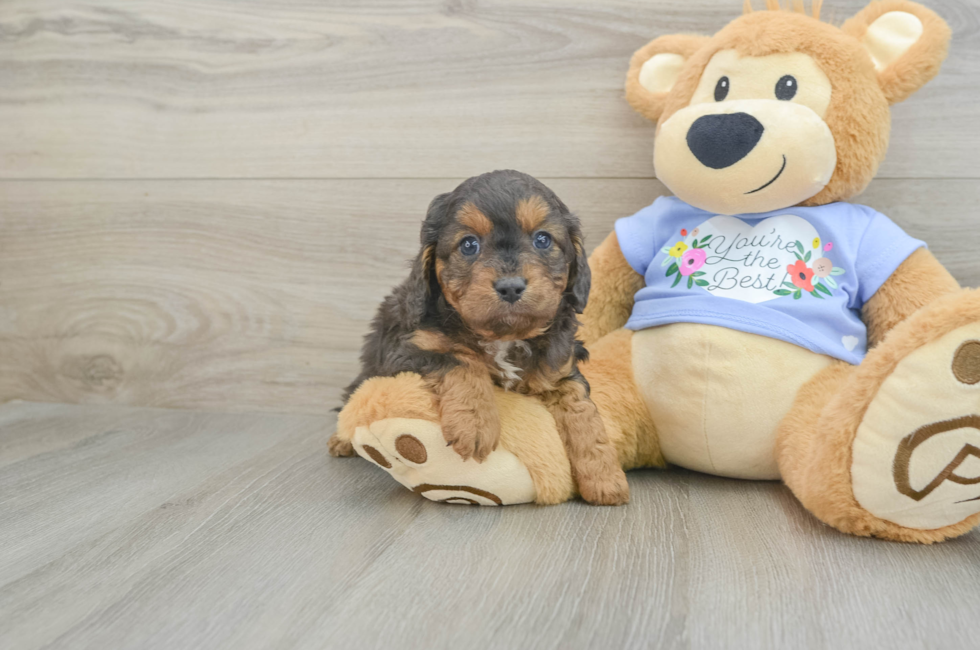 6 week old Cavapoo Puppy For Sale - Pilesgrove Pups