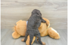 Fluffy Cavapoo Poodle Mix Pup