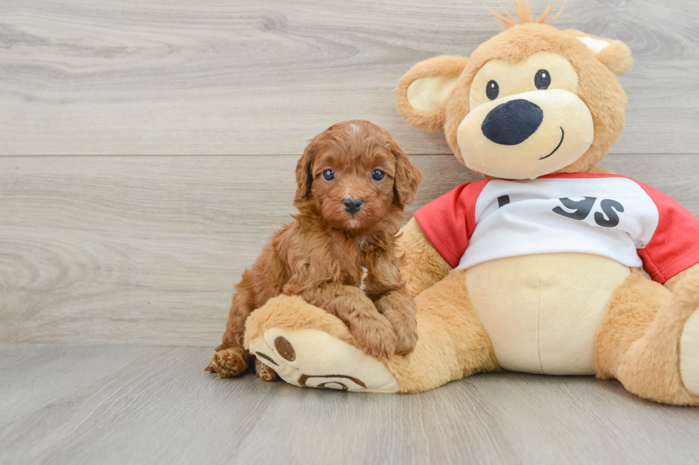 Little Cavipoo Poodle Mix Puppy