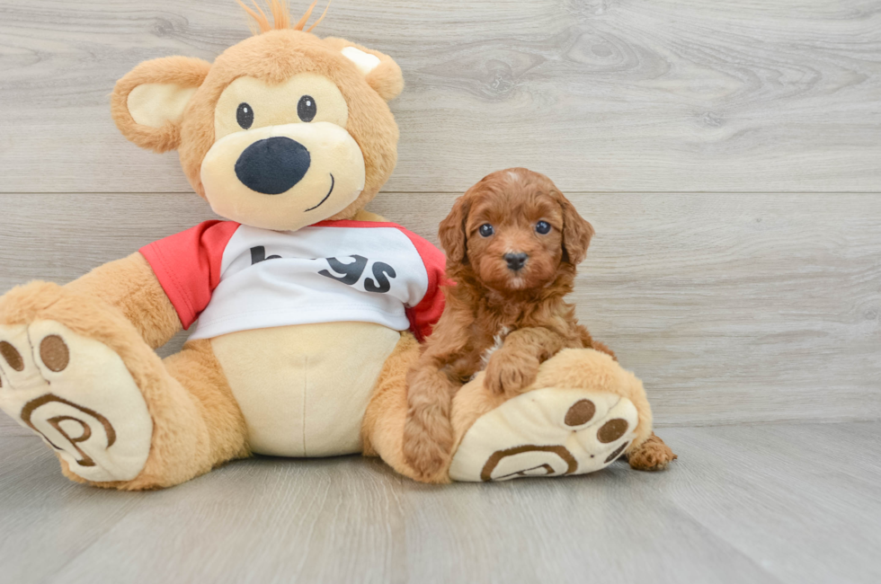 5 week old Cavapoo Puppy For Sale - Pilesgrove Pups