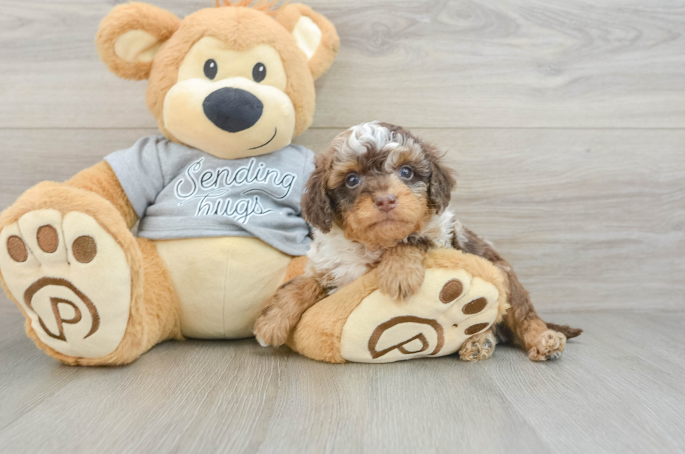 6 week old Cavapoo Puppy For Sale - Pilesgrove Pups