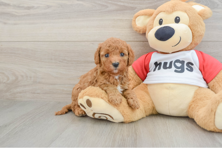 Best Cavapoo Baby