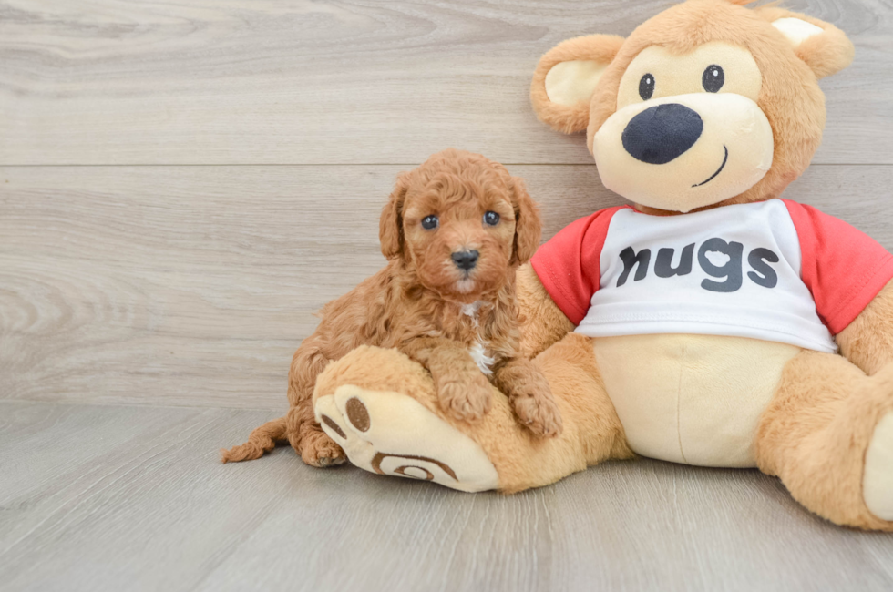 6 week old Cavapoo Puppy For Sale - Pilesgrove Pups