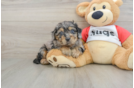 Cavapoo Puppy for Adoption
