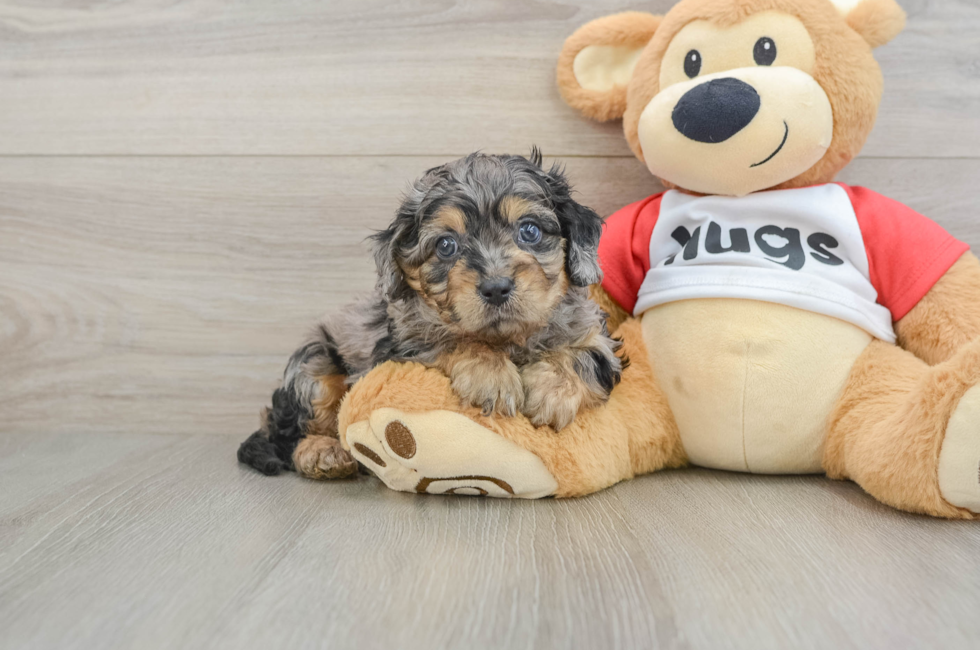 6 week old Cavapoo Puppy For Sale - Pilesgrove Pups