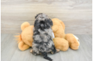 Best Cavapoo Baby