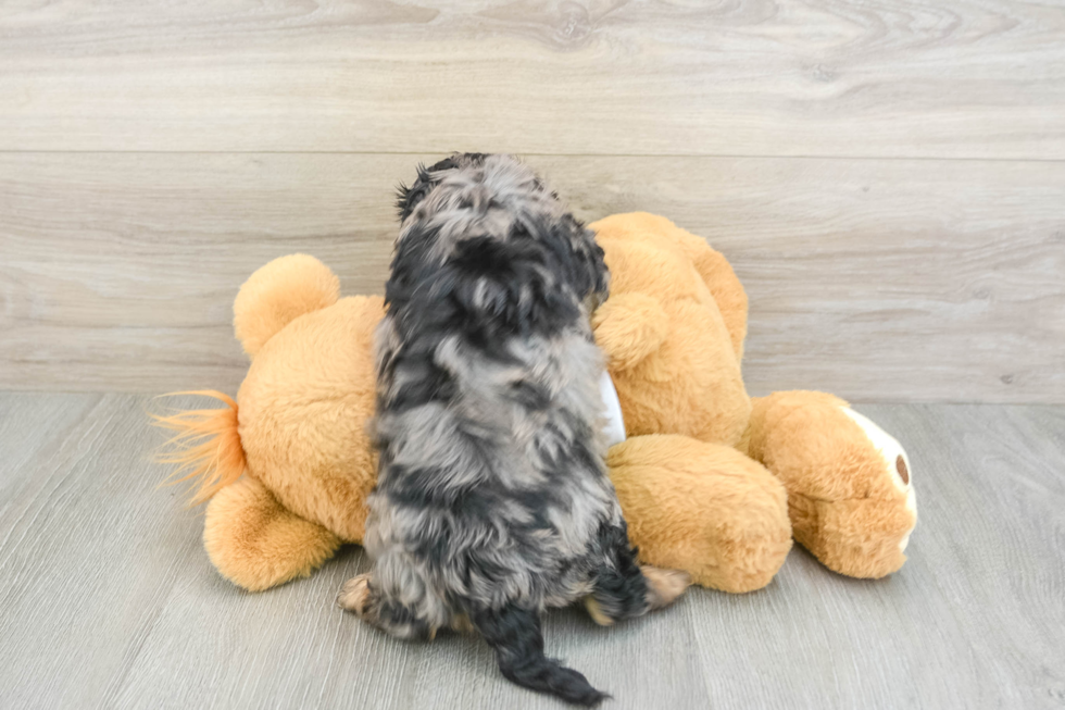 Best Cavapoo Baby