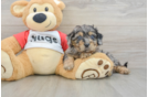 Cavapoo Puppy for Adoption