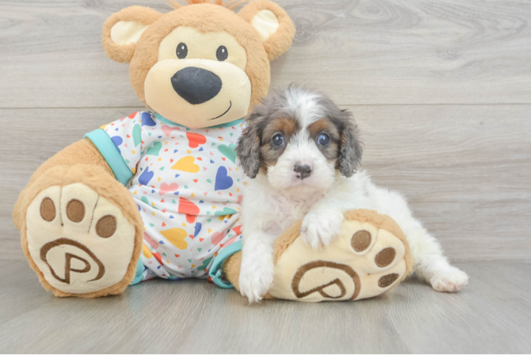 Cavapoo Pup Being Cute