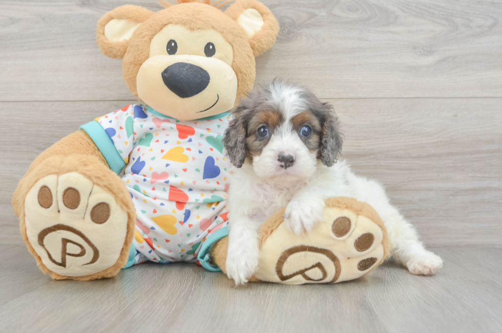 6 week old Cavapoo Puppy For Sale - Pilesgrove Pups