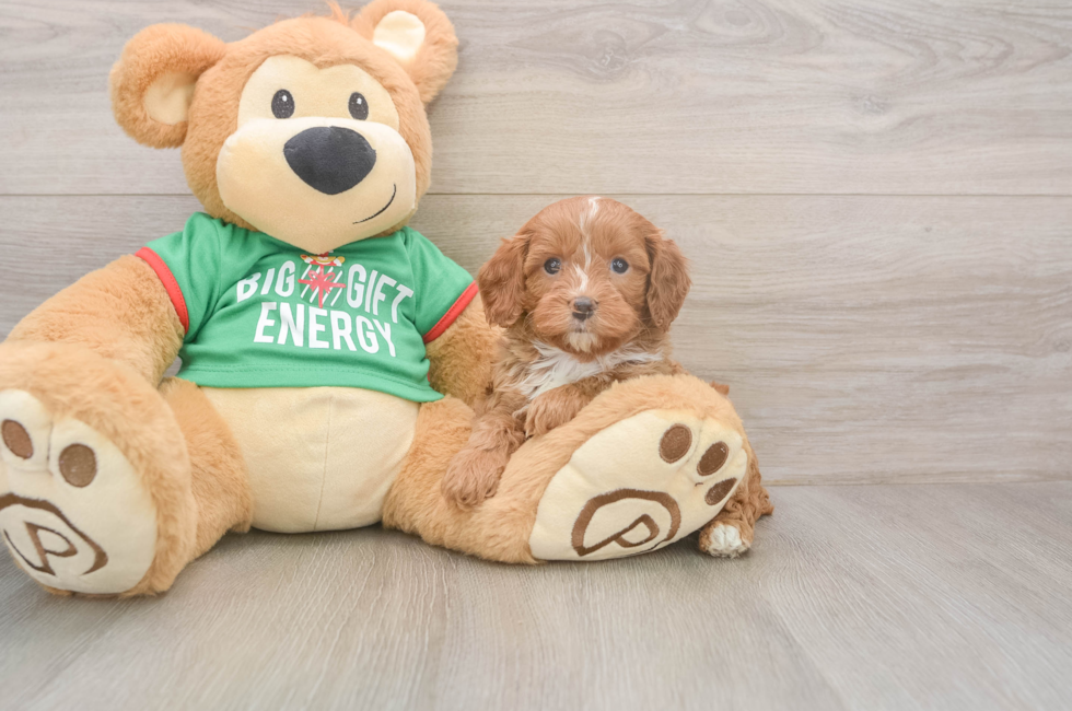 5 week old Cavapoo Puppy For Sale - Pilesgrove Pups