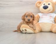 8 week old Cavapoo Puppy For Sale - Pilesgrove Pups