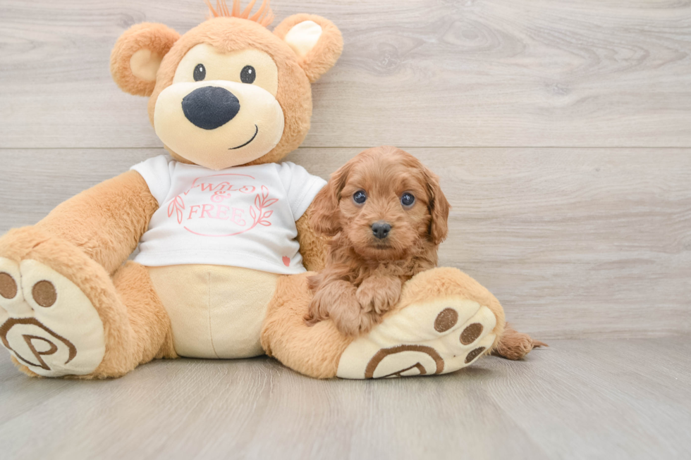 Playful Cavapoodle Poodle Mix Puppy