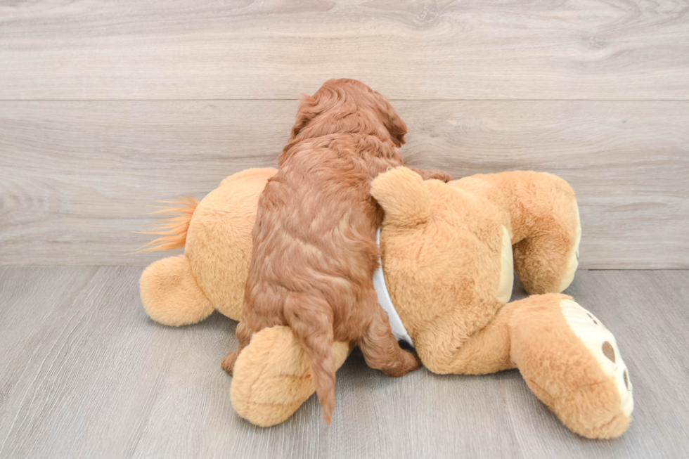Adorable Cavalier King Charles Spaniel and Poodle Mix Poodle Mix Puppy
