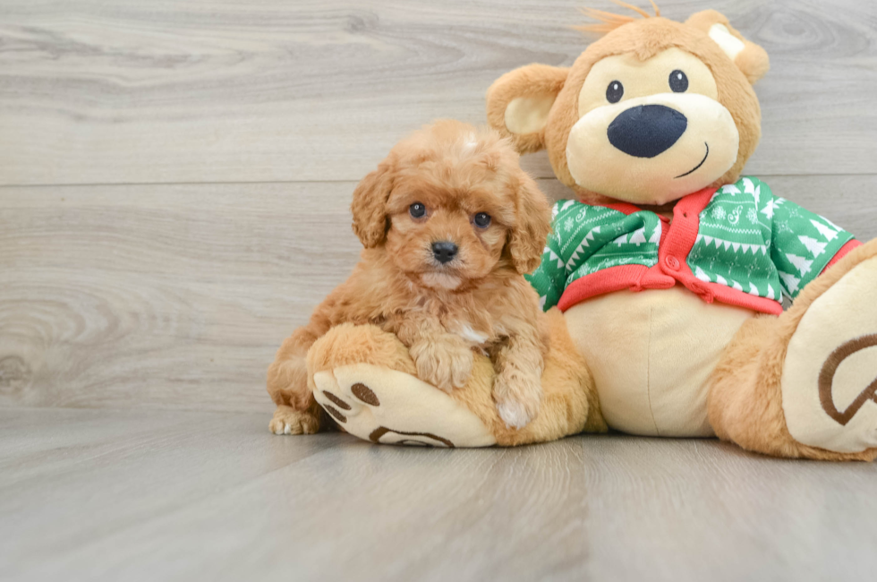 5 week old Cavapoo Puppy For Sale - Pilesgrove Pups