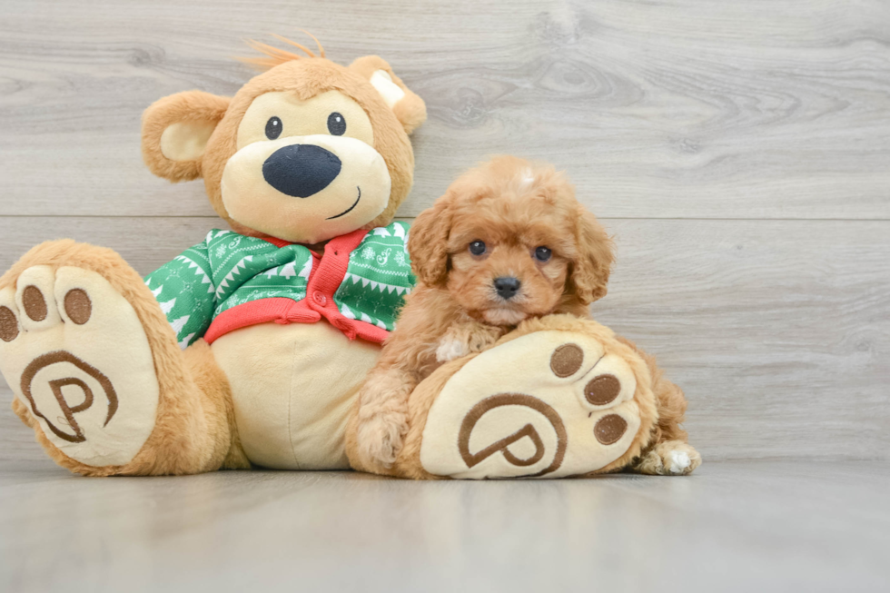 Cavapoo Pup Being Cute