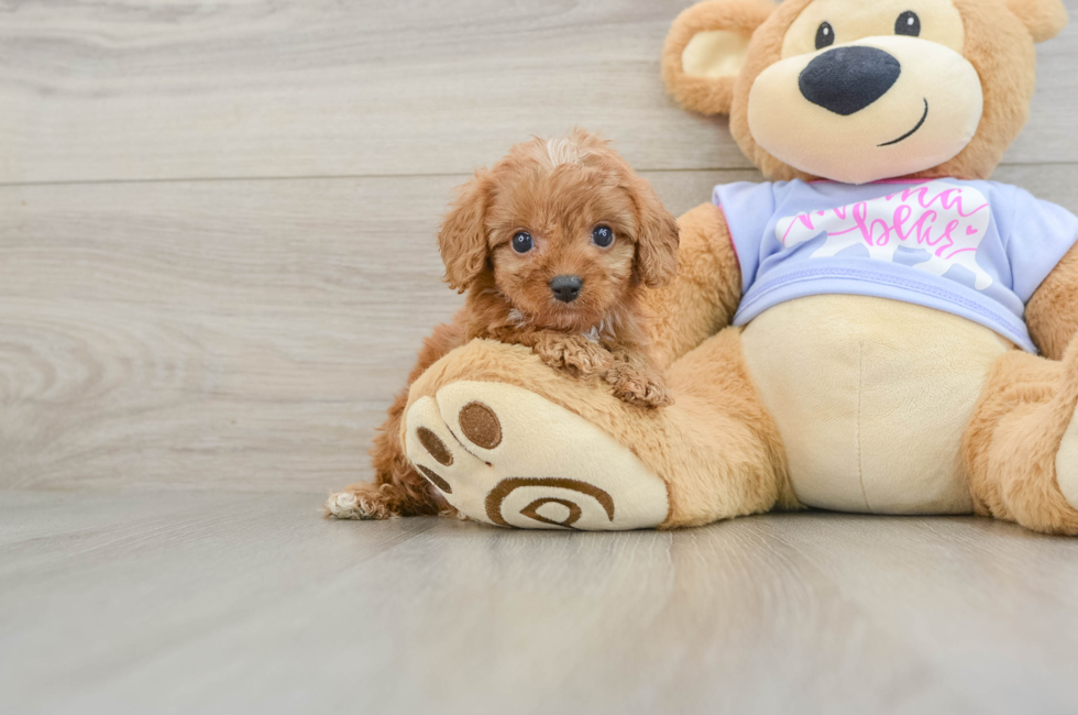 6 week old Cavapoo Puppy For Sale - Pilesgrove Pups