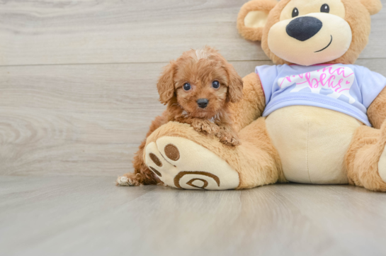 Friendly Cavapoo Baby