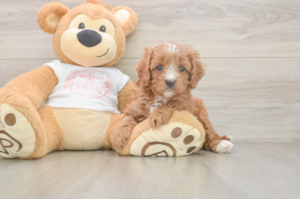 5 week old Cavapoo Puppy For Sale - Pilesgrove Pups