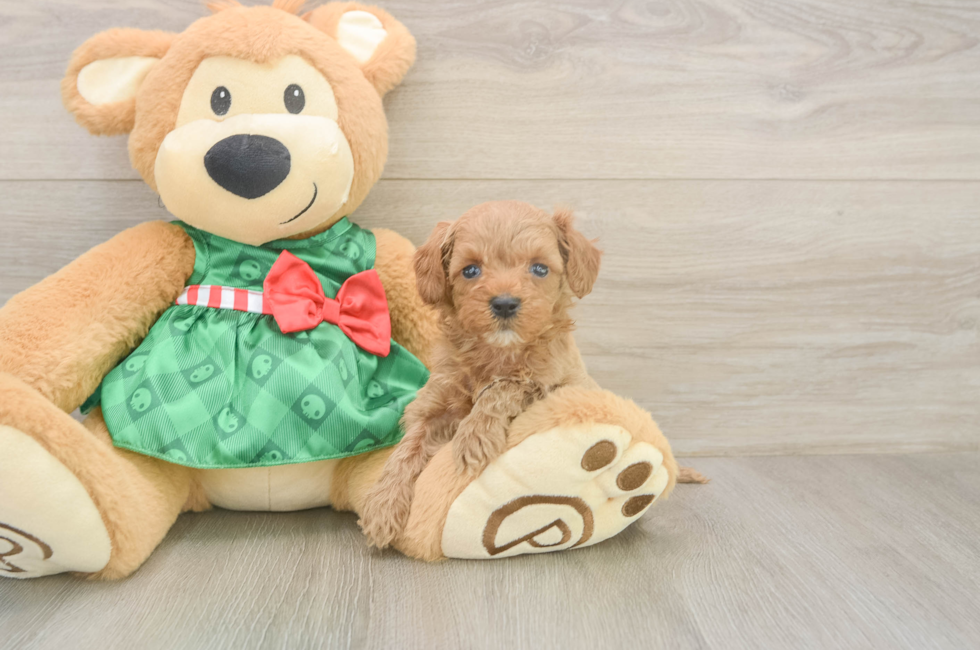 5 week old Cavapoo Puppy For Sale - Pilesgrove Pups