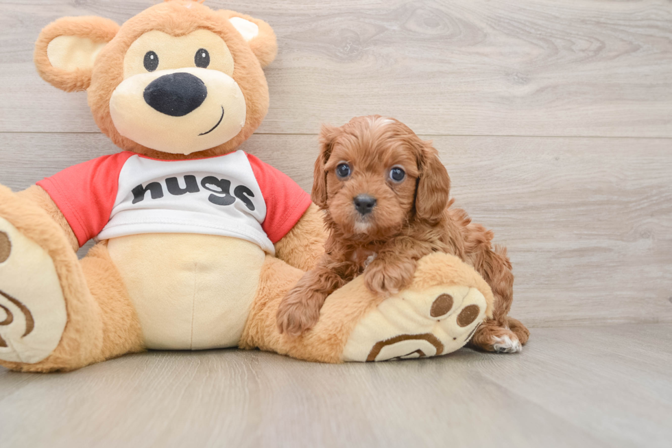 Cavapoo Pup Being Cute
