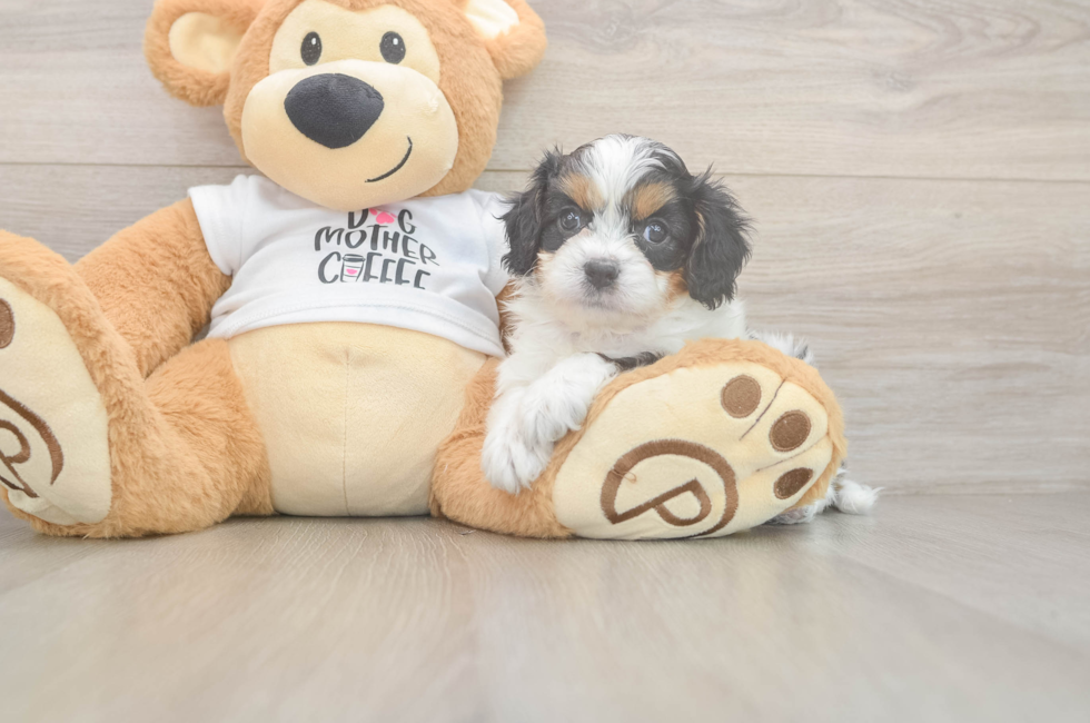 5 week old Cavapoo Puppy For Sale - Pilesgrove Pups