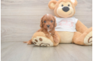 Energetic Cavoodle Poodle Mix Puppy