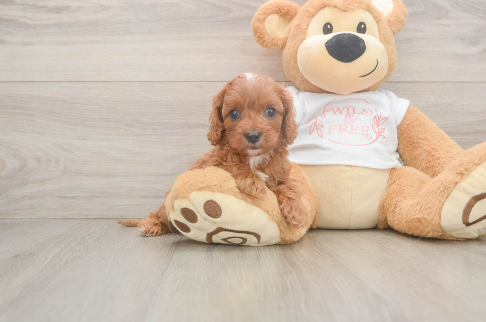 5 week old Cavapoo Puppy For Sale - Pilesgrove Pups