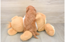 Smart Cavapoo Poodle Mix Pup