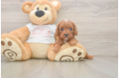 Smart Cavapoo Poodle Mix Pup
