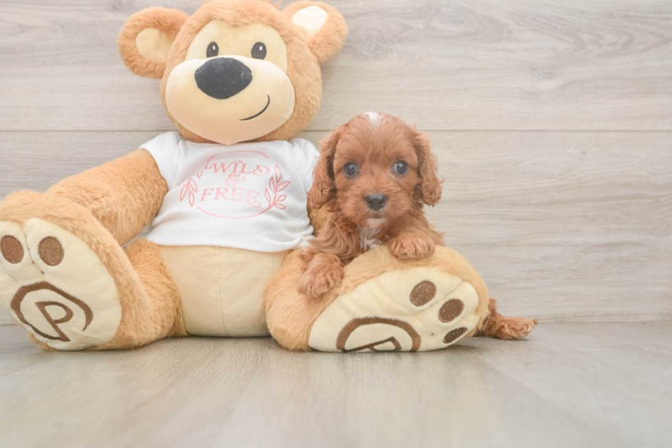 Smart Cavapoo Poodle Mix Pup
