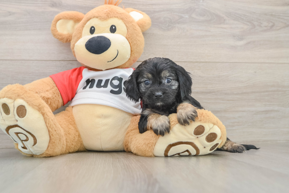 Small Cavapoo Baby