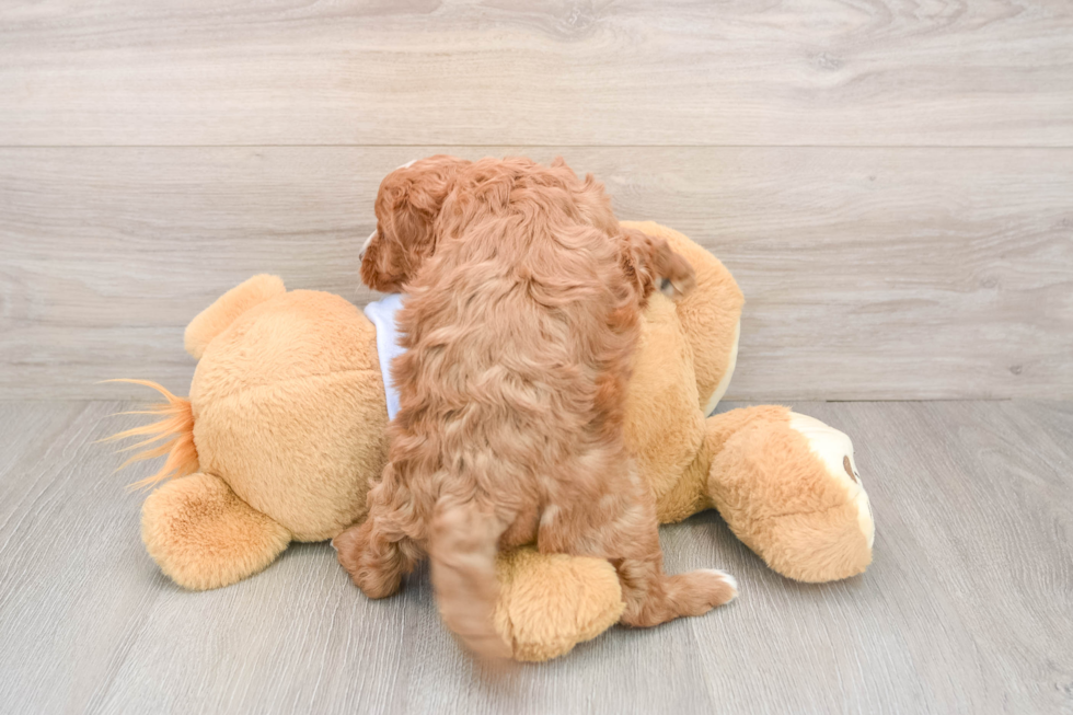 Cavapoo Pup Being Cute