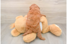 Smart Cavapoo Poodle Mix Pup