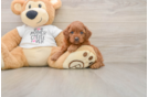 Cavapoo Puppy for Adoption