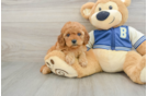 Best Cavapoo Baby
